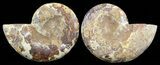 Cut & Polished, Jurassic Ammonite Fossil - Madagascar #51252-1
